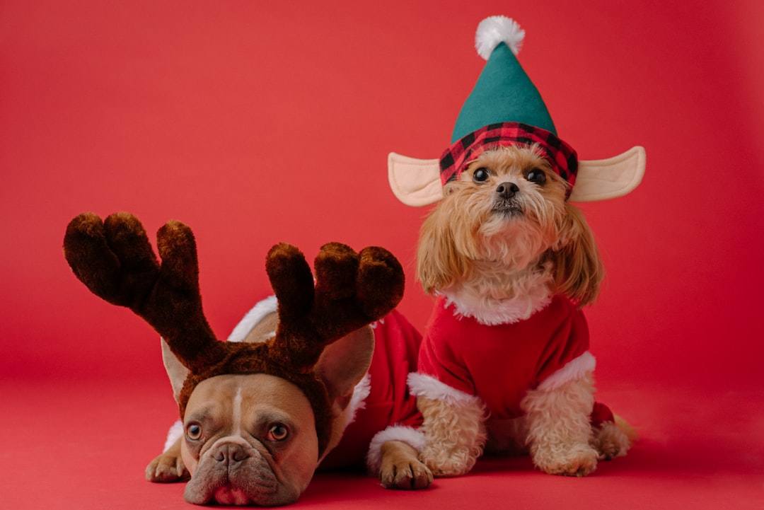 Kerst Dinerboxen voor Honden